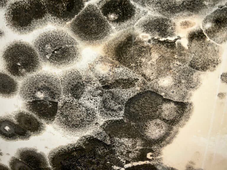 Black mold growth on surface, hazardous environmental concern, mold remediation, mold removal experts.